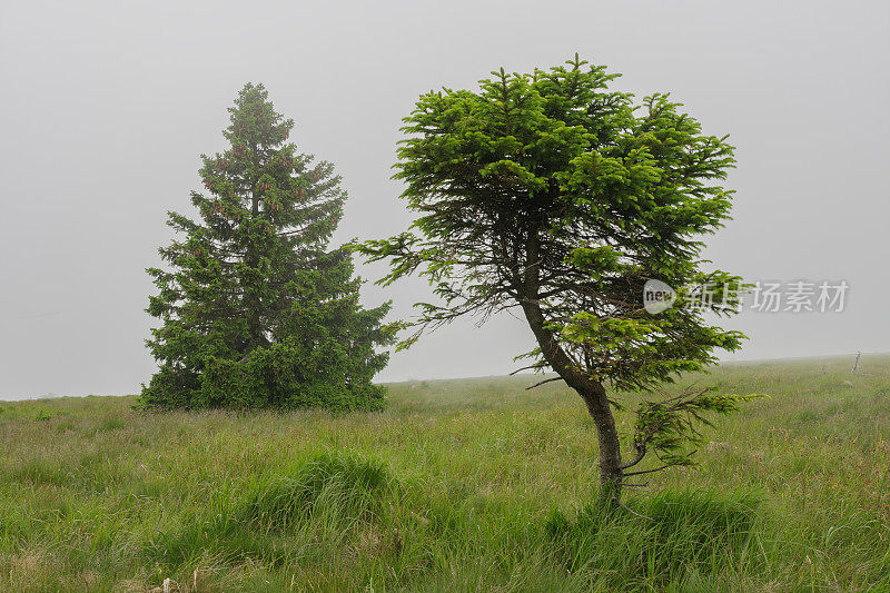 Two trees of spruce on mountain meadow on an area of ​​mountain peak on foggy summer day .  Jesenik mountains.